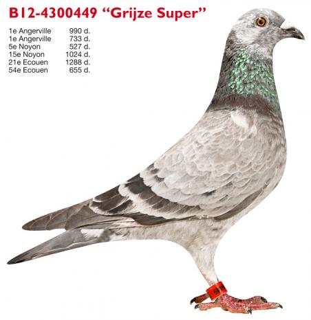 B12-4300449 Grijze Super