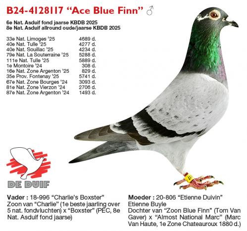 B24-4128117 “Ace Blue Finn” B24-4128117 “Ace Blue Finn”