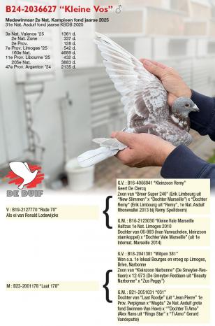 B24-2036627 “Kleine Vos”