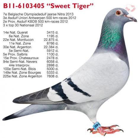 B11-6103405 Sweet Tiger