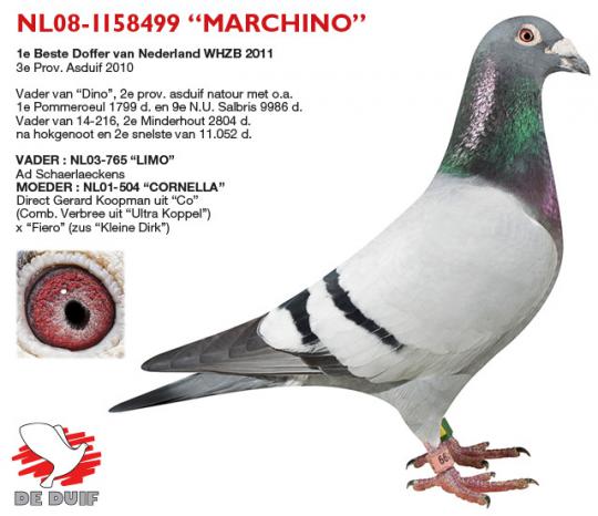 NL08-1158499 "Marchino"