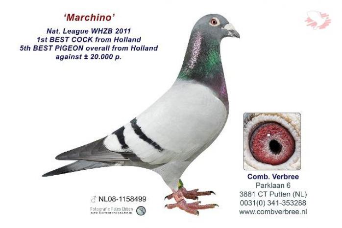 NL08-1158499 Marchino