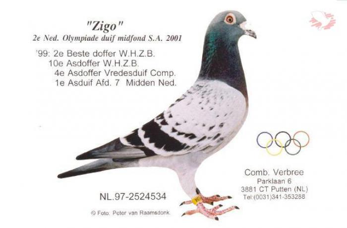 Olympic Zigo