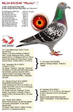 NL24-8413540 “Macho”
