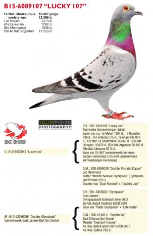 B15-6089107 ''LUCKY107'' (foto's: Yellow Pigeons)