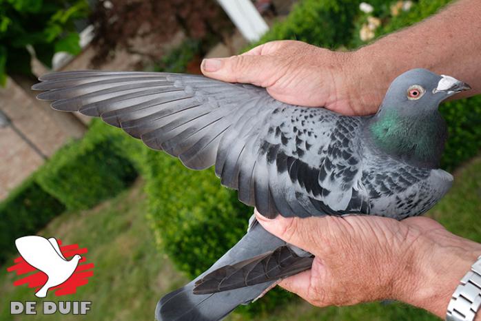 Vleugel van B16-6074407.