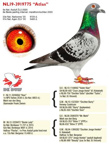 NL19-3919775 “Atlas”