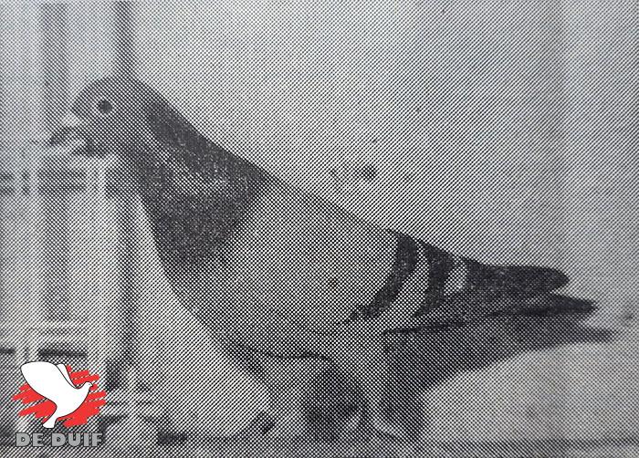 De "ST.-VINCENT" van Roger Florizoone uit Nieuwpoort, 1e prijs internationaal en nationaal uit Barcelona 1976. Deze fijne blauwe klepper zal nu in de toekomst wel de "Barcelona" genoemd worden.