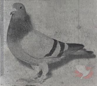  De Duif van 6 juni 1956. 