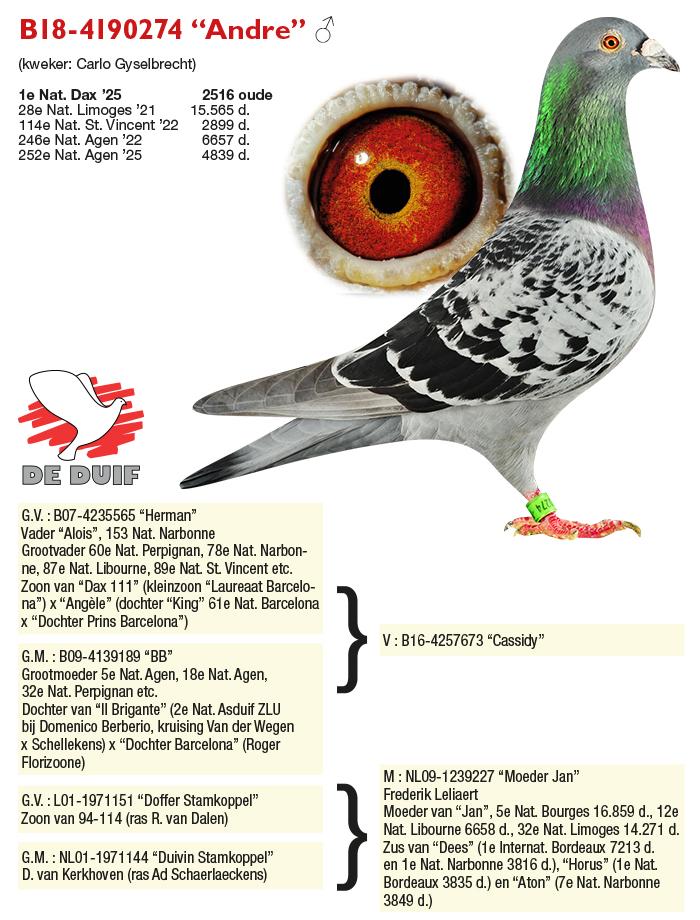 B18-4190274 “Andre”