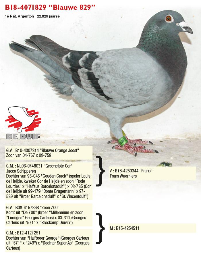 B18-4071829 “Blauwe 829”, winnaar Argenton bij de jaarse.