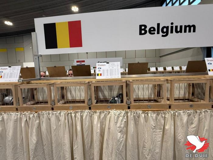 Winnaars van een Olympiadeduif! / Olympic winners!