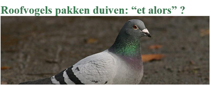 //www.natuurpunt.be/nieuws/roofvogels-pakken-duiven-et-alors)