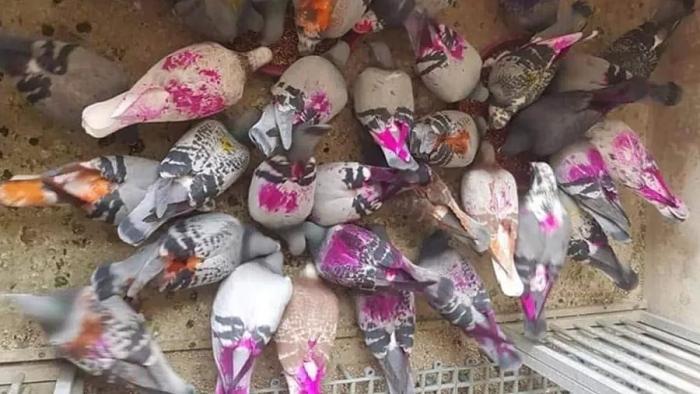 Duiven met fluo kleuren om de roofvogel af te schrikken… het is geen zicht en het dient wellicht tot niets.