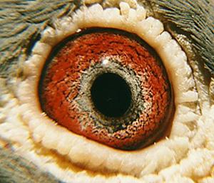 Voorbeeld van een oog (foto geplukt op zijn website) dat volgens Josef Hofmann de volle 50/50 verdient. 