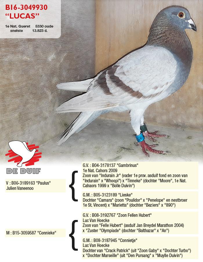 B16-3049930 “Lucas”