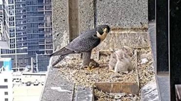 Beeld uit de Australische “tv-show” Nest-Flix. Livestream van een nest slechtvalken… op tv.