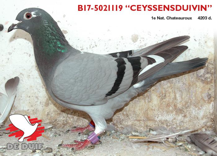 De winnares B17-5021119 “Ceyssensduivin”.