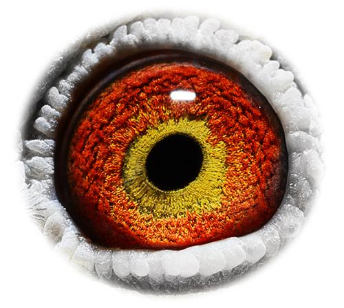 Veel kweektekens in dit oog, maar… het lijkt er verdacht veel op dat Photoshop hier flink geholpen heeft om dit oog aantrekkelijker te maken.