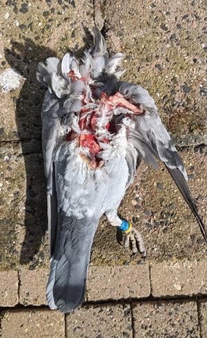 Daarvoor kweken wij ze toch niet. Hoeveel sneuvelen er zo elke dag?