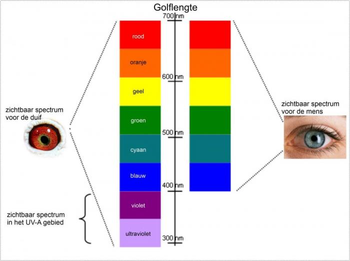 Het zichtbaar spectrum voor duiven en mensen.