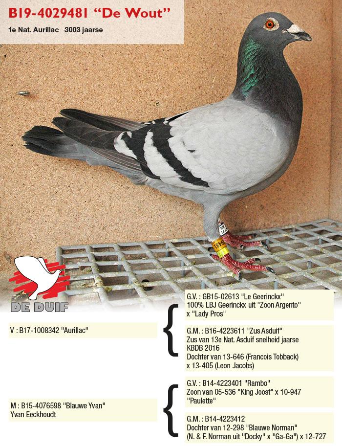 B19-4029481 “De Wout”