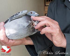 The injured pigeon.