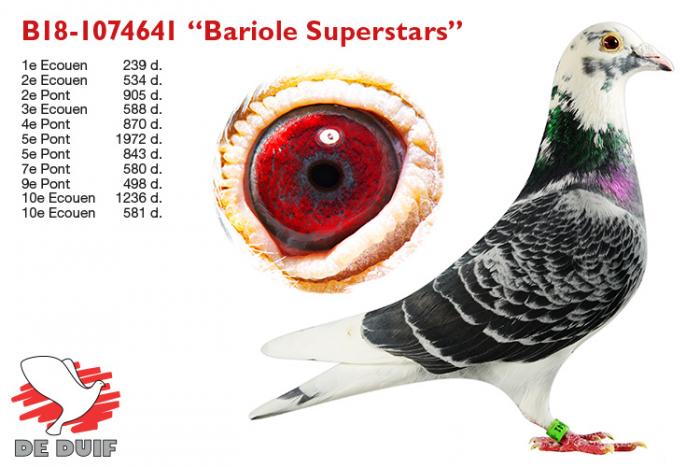 B18-1074641 “Bariole Superstars”