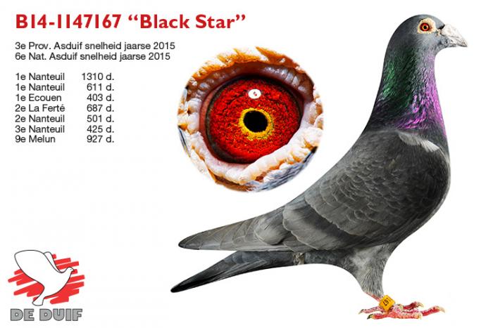 B14-1147167 “Black Star”