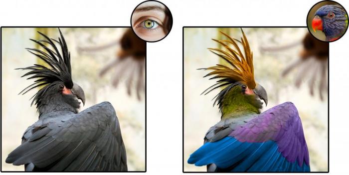 Hoe zou de wereld er echt uitzien voor duiven en vogels in het algemeen?
