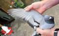 Vleugel ''Blauwke 556'' (Fotografie: Yellow pigeons)
