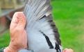 Vleugel Anny (Fotografie: Yellow pigeons)