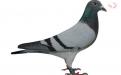 "Loulou" B11/9097009