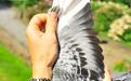 Vleugel B15-3058337 ''NAIRO'' (Fotografie: Yellow Pigeons)