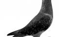 De Zwarte Stamvader NL94-1934166. Een belangrijke duif nog voor Lou Vroomen. Vader was een kleinzoon van de IJzeren en moeder een duivin van Thei Collard, Beek (Kusters x Janssen).