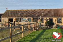 De hokken van Robbe en Francky Coone in Ledegem.