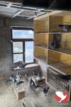 Het gemetste hok waar de vliegdoffers vertoeven. Het andere hok, boven de garage, werd gesloopt en op dit hok werden drie bakken bijgeplaatst.