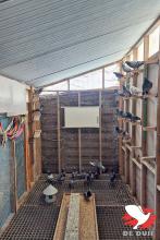 Het hok van de duivinnen.