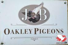Oakley Pigeons