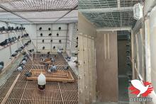 De volière en hokken van de vliegduivinnen.