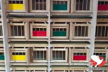 Een kijkje in de hokken bij Kris Van Massenhoven in Retie.