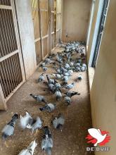 De vitesse- en halve fondduiven.