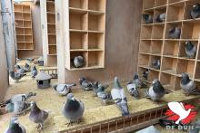 Drie afdelingen voor de bejaarde duiven. Volgens Gerard erfde Bas zijn immense liefde voor de duiven van zijn moeder.