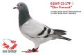 02867-22-279 "Der Favorit"