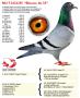 NL17-1622255 “Blauwe As 55”