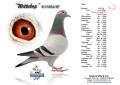07-4115032 Wiitekop
