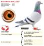 BE12-4181946 "Bolleke"
