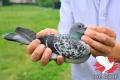 ''Prince Rudy'' (fotografie: Yellow Pigeons)
