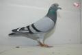 "Robin" B09/3076060