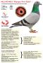 NL23-9314633 “Olympic Pure Gold”